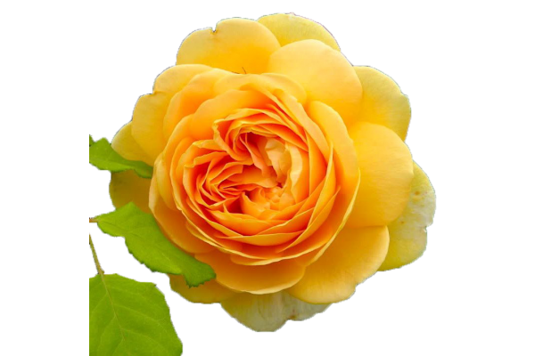 Роза Дэвид Остин